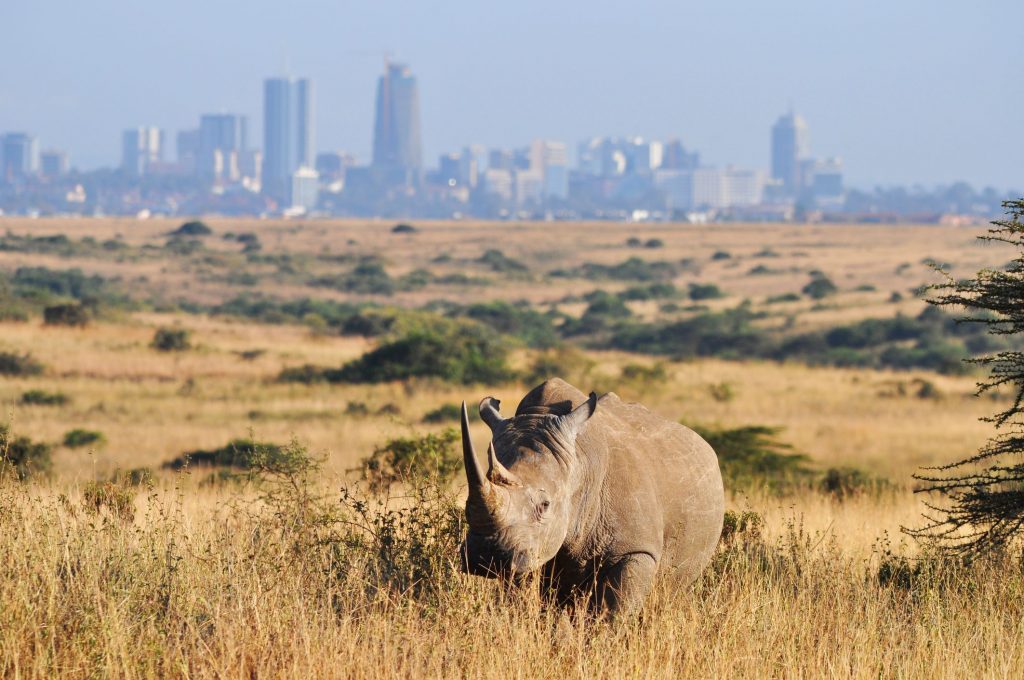 Nairobi-National-Park-Safari
