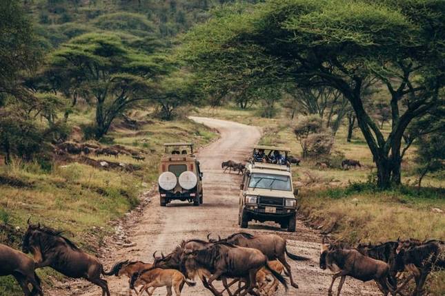 Tanzania-Safaris