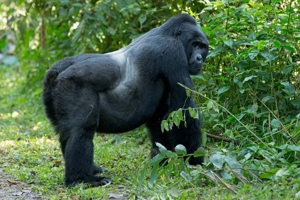 gorilla1