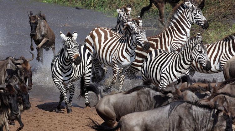 kenya-family-safari-