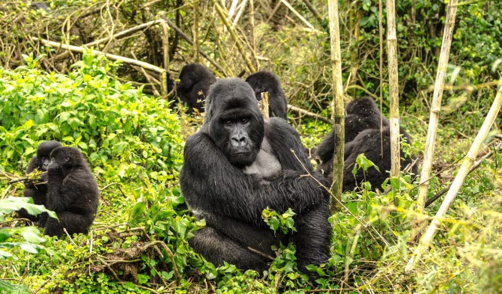 uganda-gorilla4