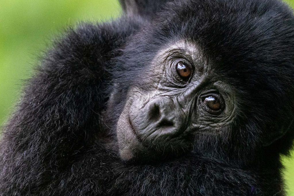 uganda-gorilla6